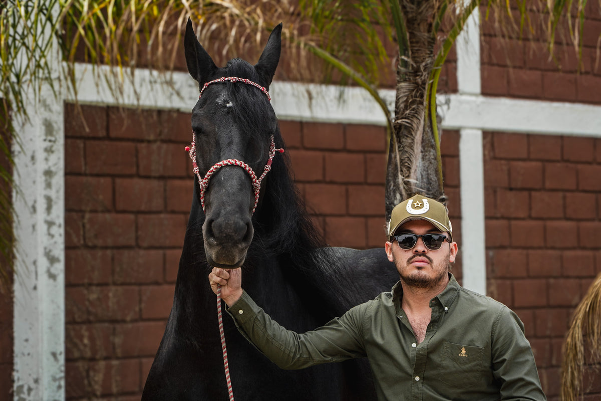 STAR HORSE OLIVO