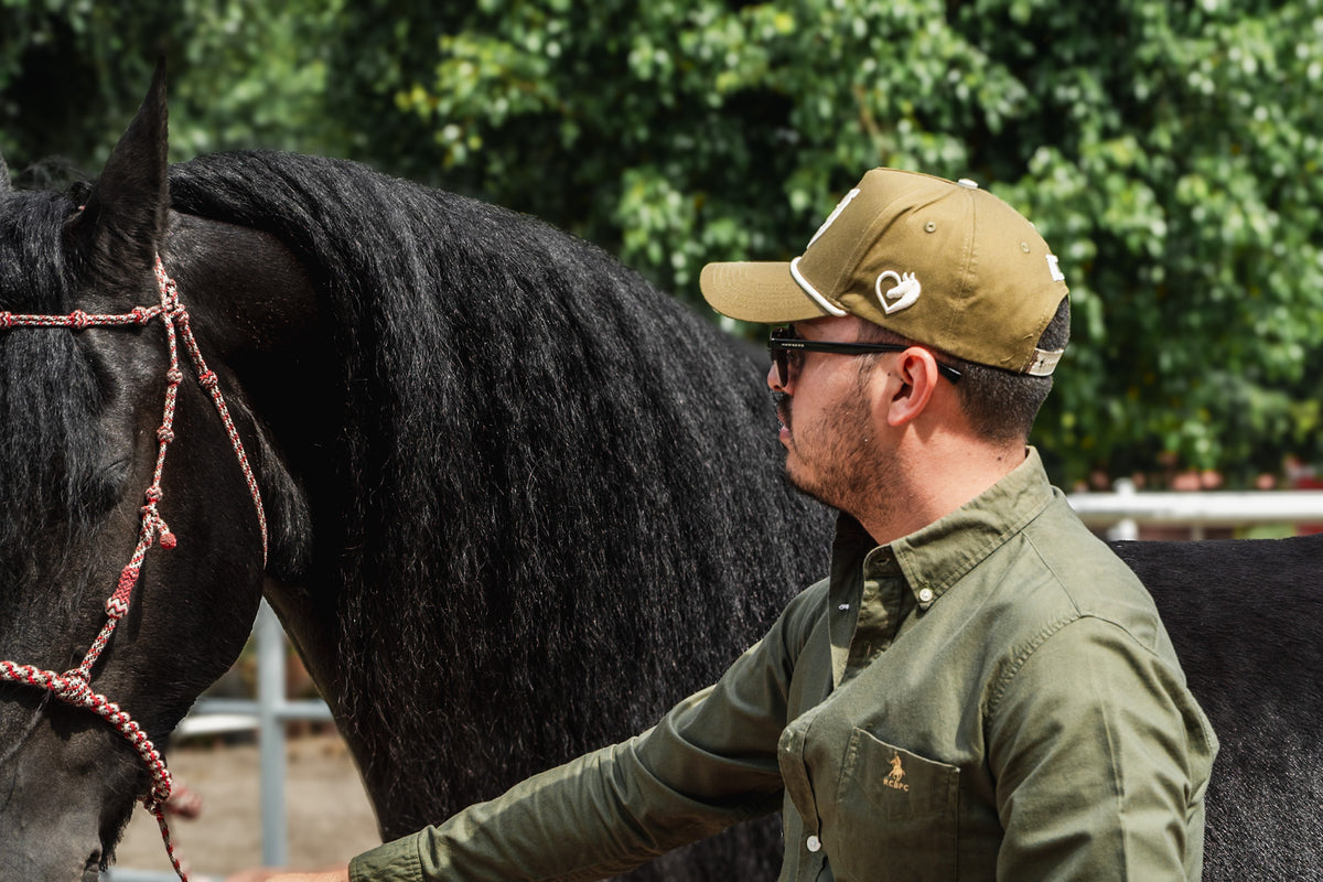 STAR HORSE OLIVO