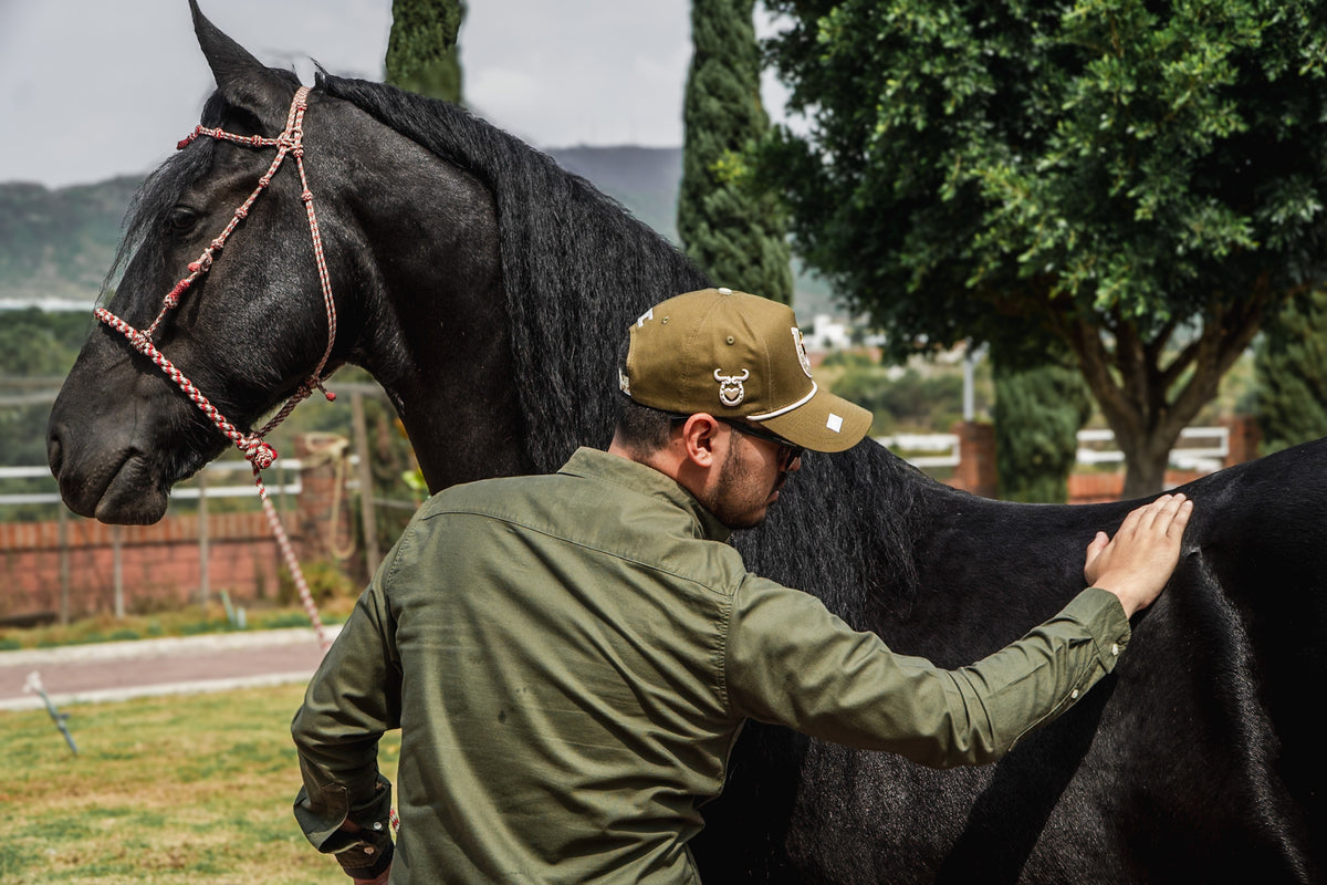 STAR HORSE OLIVO